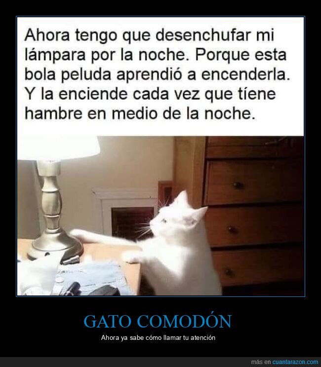 gato,lámpara,noche,hambre,desastre